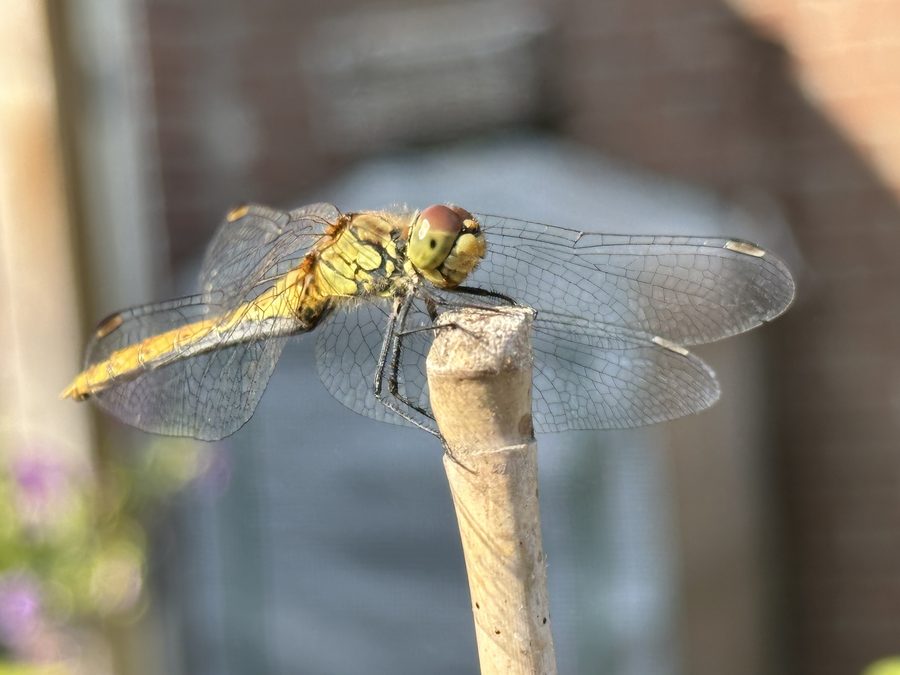 Bruinrode heidelibel (Sympetrum striolatum) macrofoto